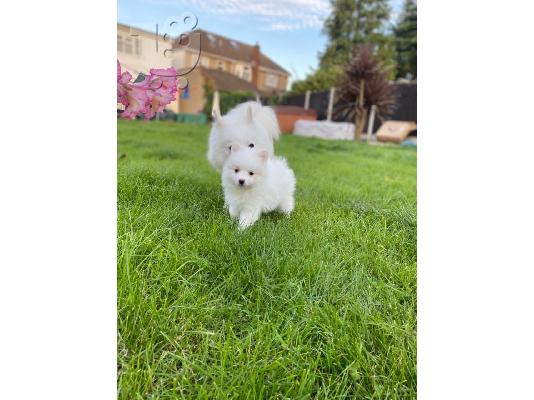 PoulaTo: Κουτάβια Pomeranian